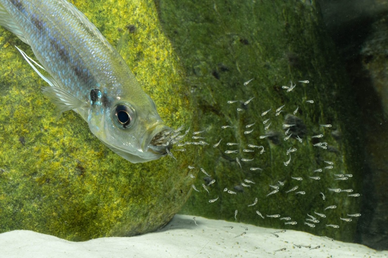 Haplotaxodon microlepis 'Cape Kabogo'